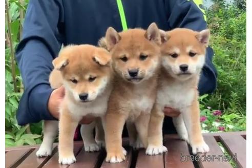成約済の三重県の柴犬-199473の2枚目
